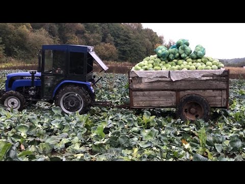 Видео: Капуста агресор, повні прицепи, 
