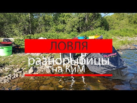 Видео: Ловля разнорыбицы на КиМ