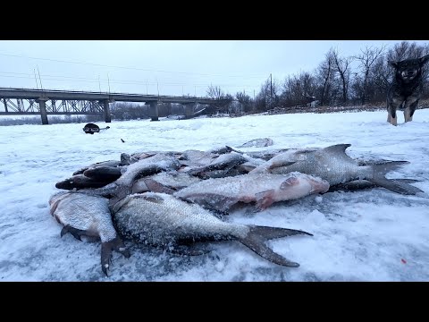 Видео: Рыбалка на поплавок в декабря 2023 г! СТОЛЬКО РЫБЫ ПОД ЛЬДОМ,КУДА ЕЁ ДЕВАТЬ?!ЗИМНЯЯ РЫБАЛКА НА РЕКЕ