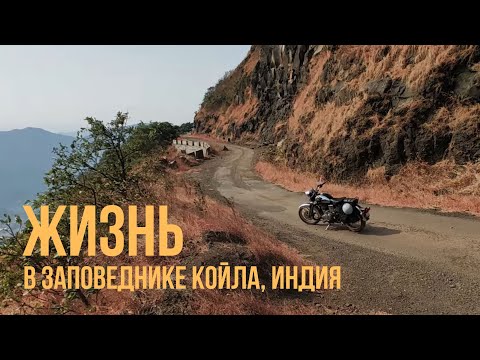 Видео: Жизнь в заповеднике Койла, Индия  | Мотопутешествие по Индии