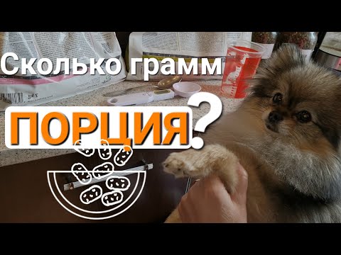 Видео: Как кормить Шпица? Как рассчитать суточную порцию корма?