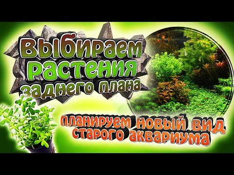 Видео: Выбираем лучшие растения заднего плана! - Новый вид старого аквариума