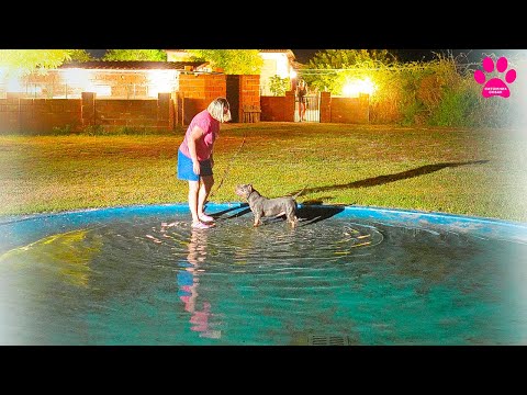 Видео: Собаке снесло крышу! Не слушается хозяйку!  Ей уже почти 10 лет, а она как щенок!