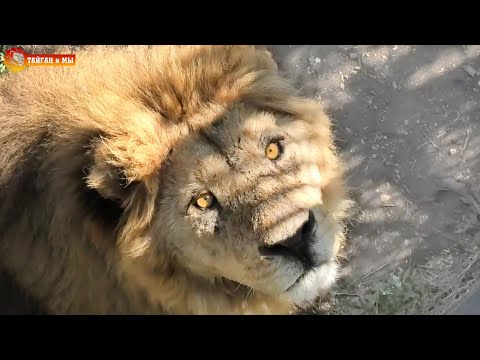 Видео: Лев Малыш - чемпион по ловле мяса и ВОРОН - птица говорун! Тайган. Lion Malish is a Champion! Taigan