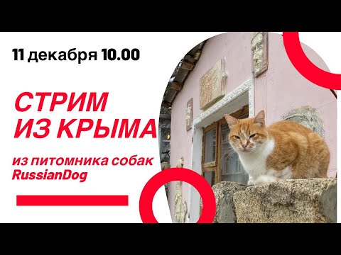 Видео: СТРИМ из питомника собак РашенДог (RussianDog)