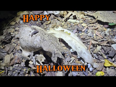 Видео: Охота на стрелоголовов осенью 2025 г. — Охота на стрелоголовов в Миссури