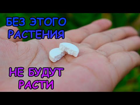 Видео: БЕЗ ЭТОГО РАСТЕНИЯ НЕ РАСТУТ