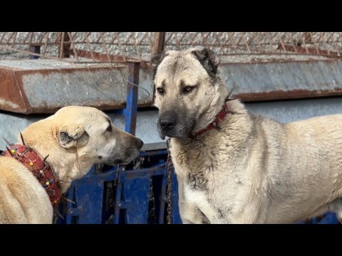 Видео: СЛОЖНЫЙ ТЕСТ ДЛЯ КАНГАЛЬСКОЙ СОБАКИ, ГОТОВОЙ К СВЯЗКЕ! ЛЮБОВЬ ? ИЛИ РАБОТА?