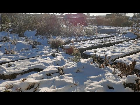 Видео: Огородные работы в октябре готовлю саженцы к лютой зиме и прибираю урожай.