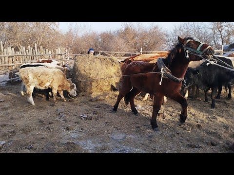 Видео: Сиырлар🐄 мен қойларға 🐑 шөп салу..  Ауырып тұрған сиыр.