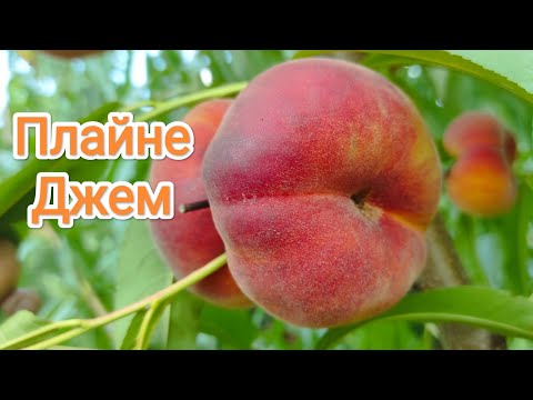 Видео: Инжырный персик Плайне Джем/Peach Plane Gem®