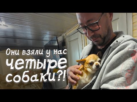 Видео: Они вернулись... Семья, взявшая 2 собак, приехала снова! Неужели ещё за двумя?!