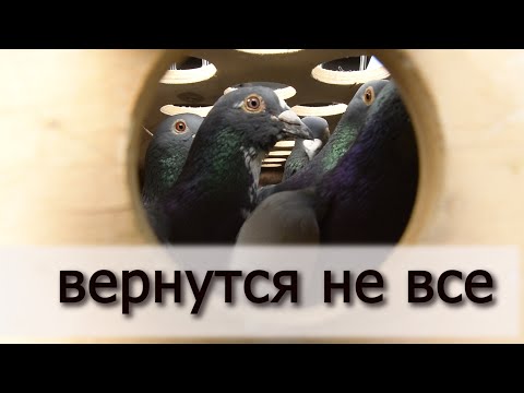 Видео: ТРЕНИРОВКА СПОРТИВНЫХ ГОЛУБЕЙ на 40 КМ.