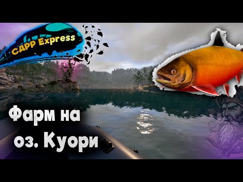 Видео: Быстро делаю тысячу на Куори. / СДРР Express ( Русская рыбалка 4 )