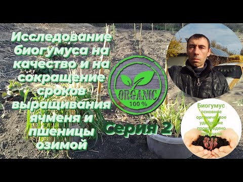 Видео: С применением биогумуса всход ячменя и озимой пшеницы исследования на сокращение сроков выращивания