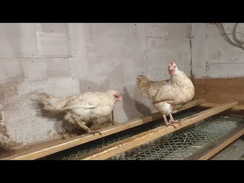 Видео: Насест с поддоном для куриц // жизнь за городом