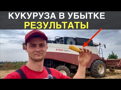 Видео: Рекордный НЕурожай КУКУРУЗЫ. РЕЗУЛЬТАТЫ. Что пошло не так?