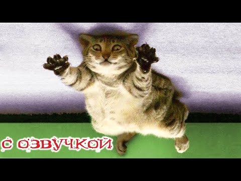 Видео: Приколы с котами! С ОЗВУЧКОЙ! Смешные коты 2024! Самые смешные животные! ДО СЛЁЗ!