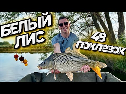 Видео: Карпфишинг "Белый Лис" 48 Поклёвок
