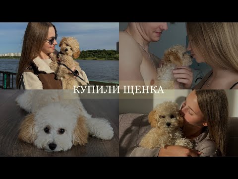 Видео: КУПИЛИ ТОЙ ПУДЕЛЯ // первые эмоции // первые часы дома