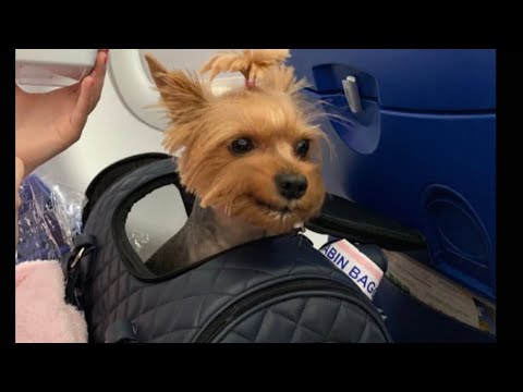 Видео: VLOG:Летим с собакой на море.