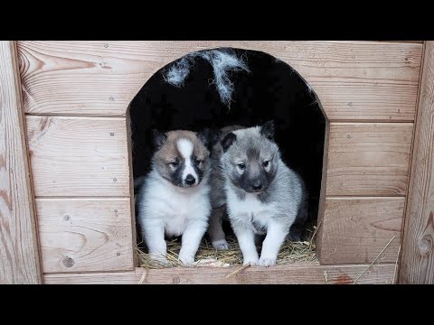 Видео: Щенки Белкуньи вышли