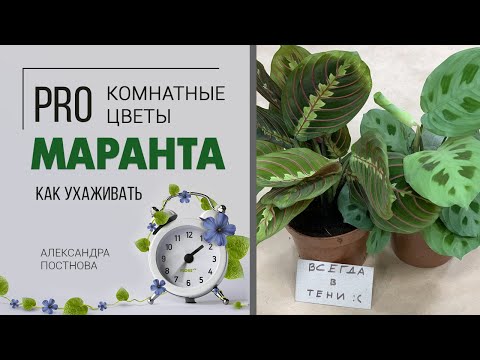 Видео: Комнатное растение Маранта - что нужно знать о тенелюбивой красотке. Неприхотлива или это миф?