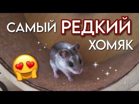 Видео: ПОКУПКА ХОМЯКА 🐹 Завела Нового Хомяка 🌱 Китайский Хомяк