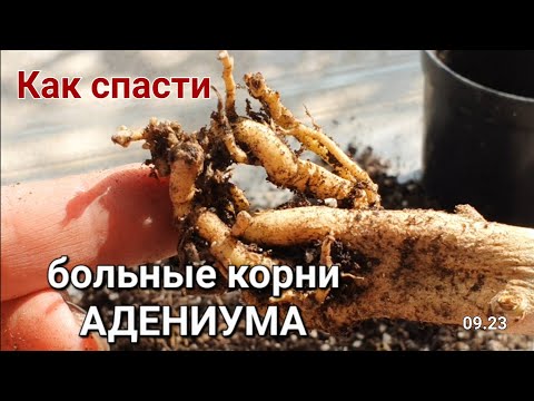 Видео: Больные корни Адениума. Черные язвочки