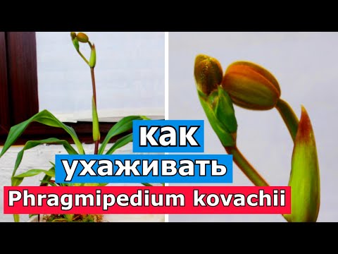Видео: Phragmipedium kovachii. Все об уходе. Мой опыт