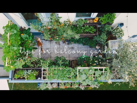 Видео: #28 Основные советы по началу балконного огорода | городское садоводство | Balcony Vegetable Garden
