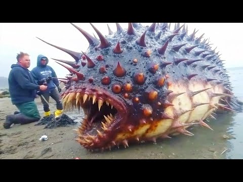Видео: 100 Самых Редких Существ Океана