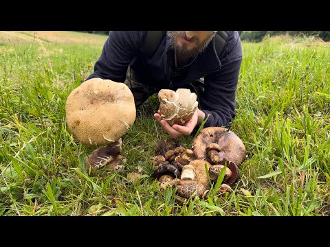 Видео: ЭТИ ГРИБЫ, Я НИКОГДА НЕ ЗАБУДУ!!!