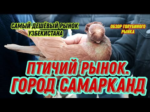 Видео: Птичий рынок,(базар) города Самарканда. Самый дешёвый, голубиный рынок Узбекистана!!!