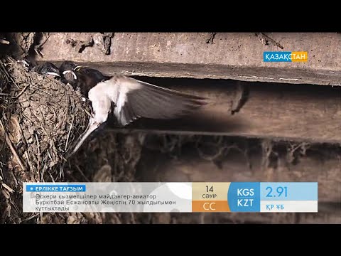 Видео: Қарлығаш құсы туралы қызықты деректер