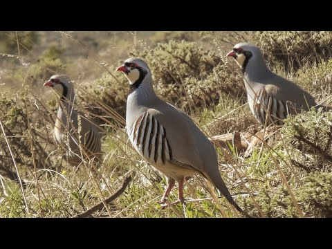Видео: ДОМАШНЯЯ КУРОПАТКА БРОСАЕТ ВЫЗОВ ДИКОЙ КУРОПАТКЕ!