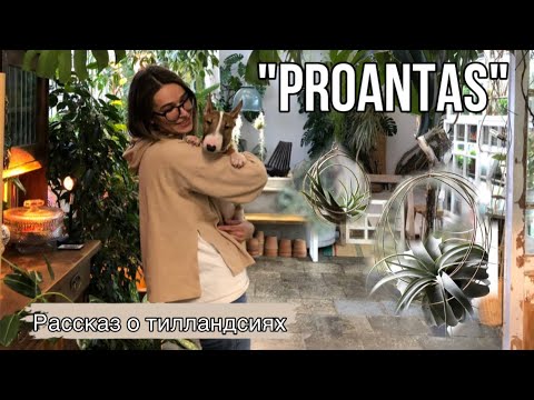 Видео: Рассказ об уходе и выращивании тилландсий в домашних условиях || Приехали в гости в Рroantas ☺️