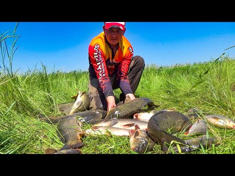 Видео: РЫБАЛКА НЕ ДЛЯ СЛАБОНЕРВНЫХ! ДИКИЕ САЗАНЫ ГНУТ ПАЛКИ ДО ВОДЫ И РВУТ КРЮЧКИ! Рыбалка на сазана 2025