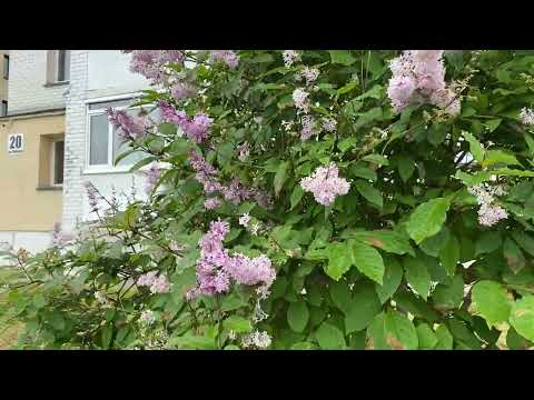 Видео: Северодвинск Северное лето Прогулка в ненастную погоду