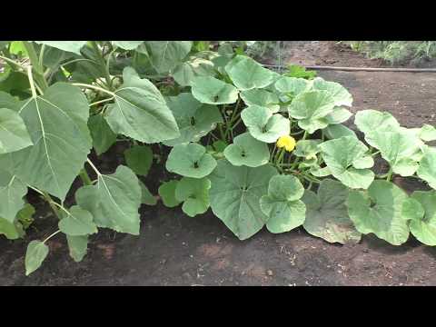 Видео: Как можно формировать тыкву