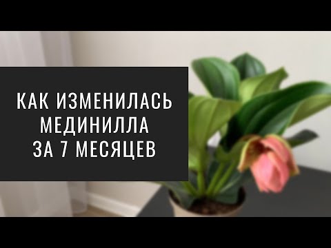 Видео: Пересадка МЕДИНИЛЛЫ. Про ёё Прихоти и Уход.