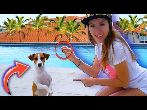 Видео: СОБАКА ДЖИНА НА КАРИБАХ - Путешествие с Собакой на Кюрасао - Все Серии | Elli Di Pets