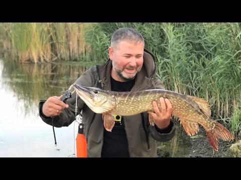 Видео: Поимка трофейной щуки. Рыбалка на Южном Буге. Ловля щуки на силикон.