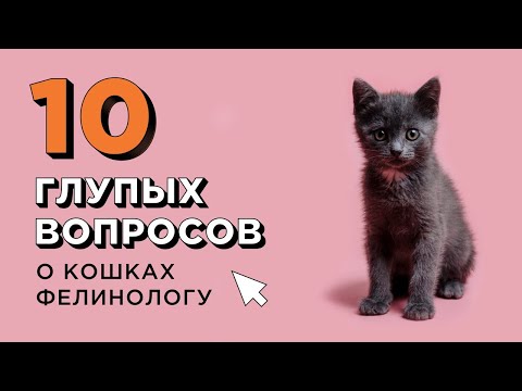 Видео: 10 ГЛУПЫХ ВОПРОСОВ О КОШКАХ ФЕЛИНОЛОГУ