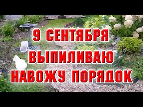 Видео: 9 сентября.  Удалила два дерева, привела в порядок клумбу