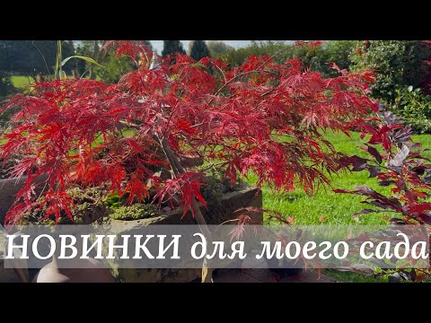 Видео: Нереально красивые растения для яркой осени 🌿 Что купила в питомнике Böhlje 🌿