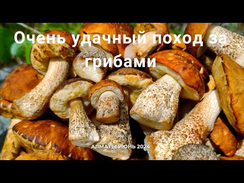 Видео: Крайний июньский поход за грибами Алматы Казахстан