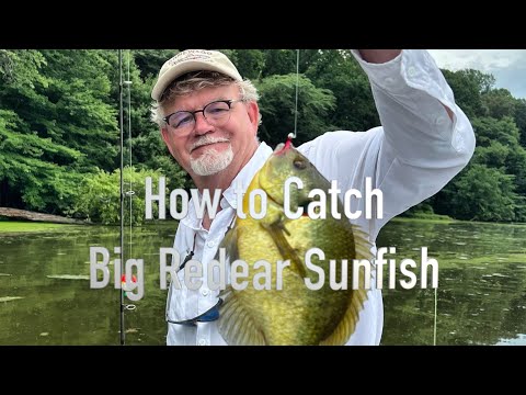 Видео: Как поймать ракушняка-солнцеедку: два отличных метода ловли крупного красного окуня-солнцеедки