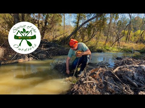 Видео: Установка ловушек на бобров и снос плотин