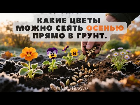 Видео: Подзимний посев: Какие цветы можно сеять осенью прямо в грунт.💐